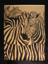 zebra31