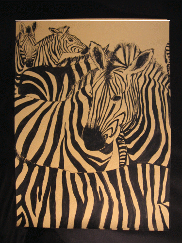 zebra31